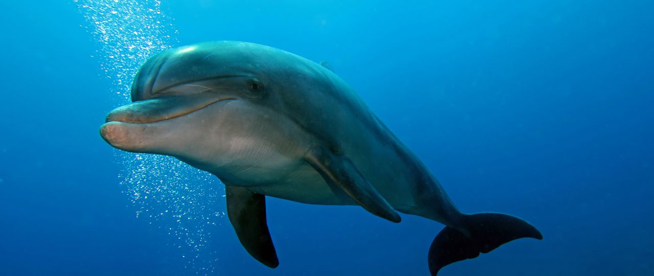 dolphin