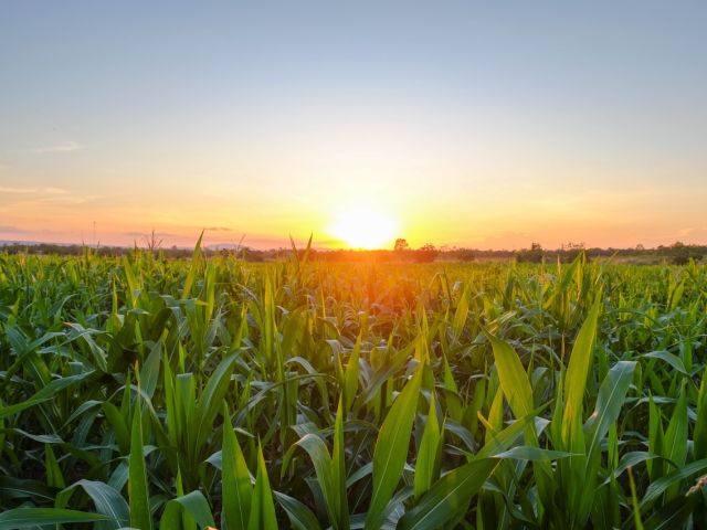 Corn field