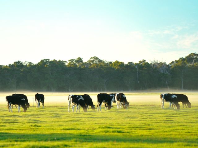 Cattle
