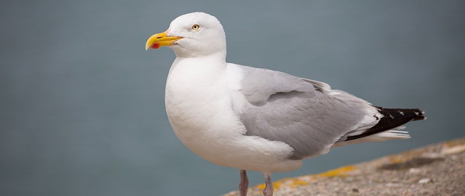 gull