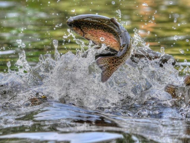 Rainbow trout