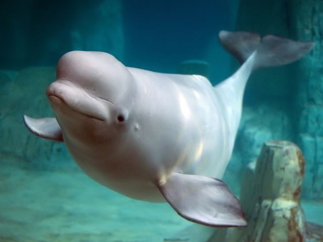 Beluga whale