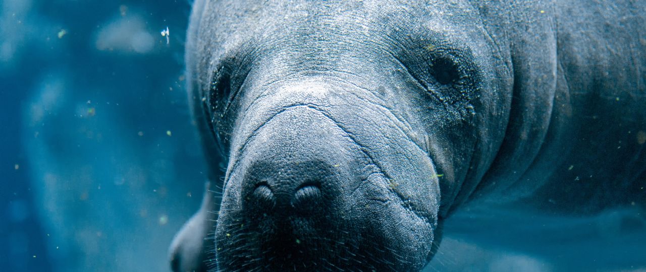 Manatee
