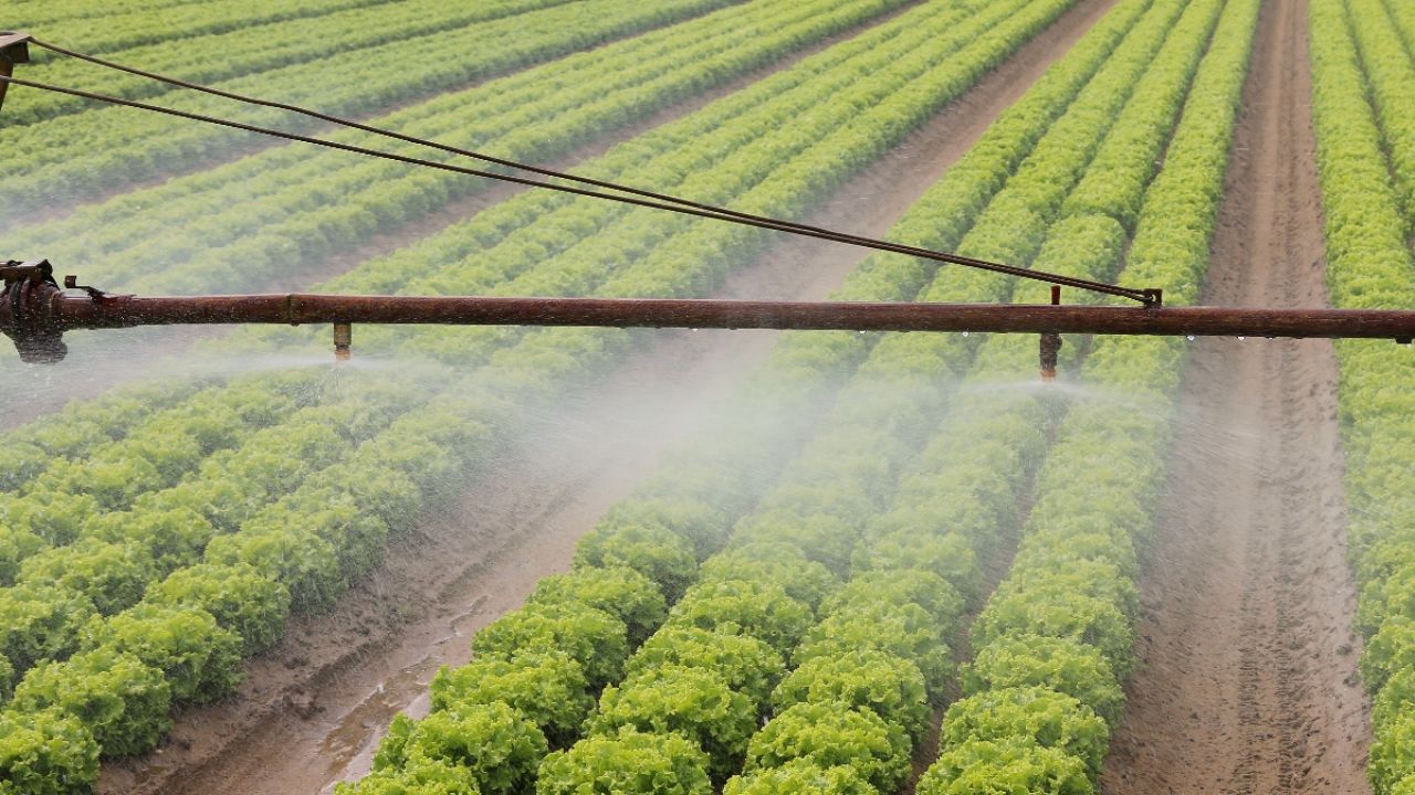 Irrigation on lettace crops