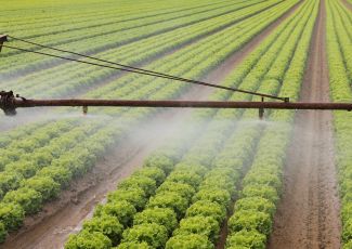 E. coli from factory farms threatens America's leafy greens